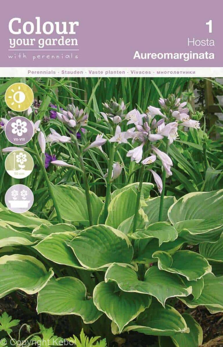 Hosta Aureomarginata