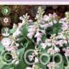 Hosta Blue Mouse Ears