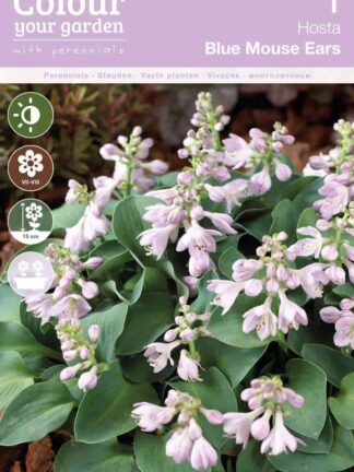 Hosta Blue Mouse Ears