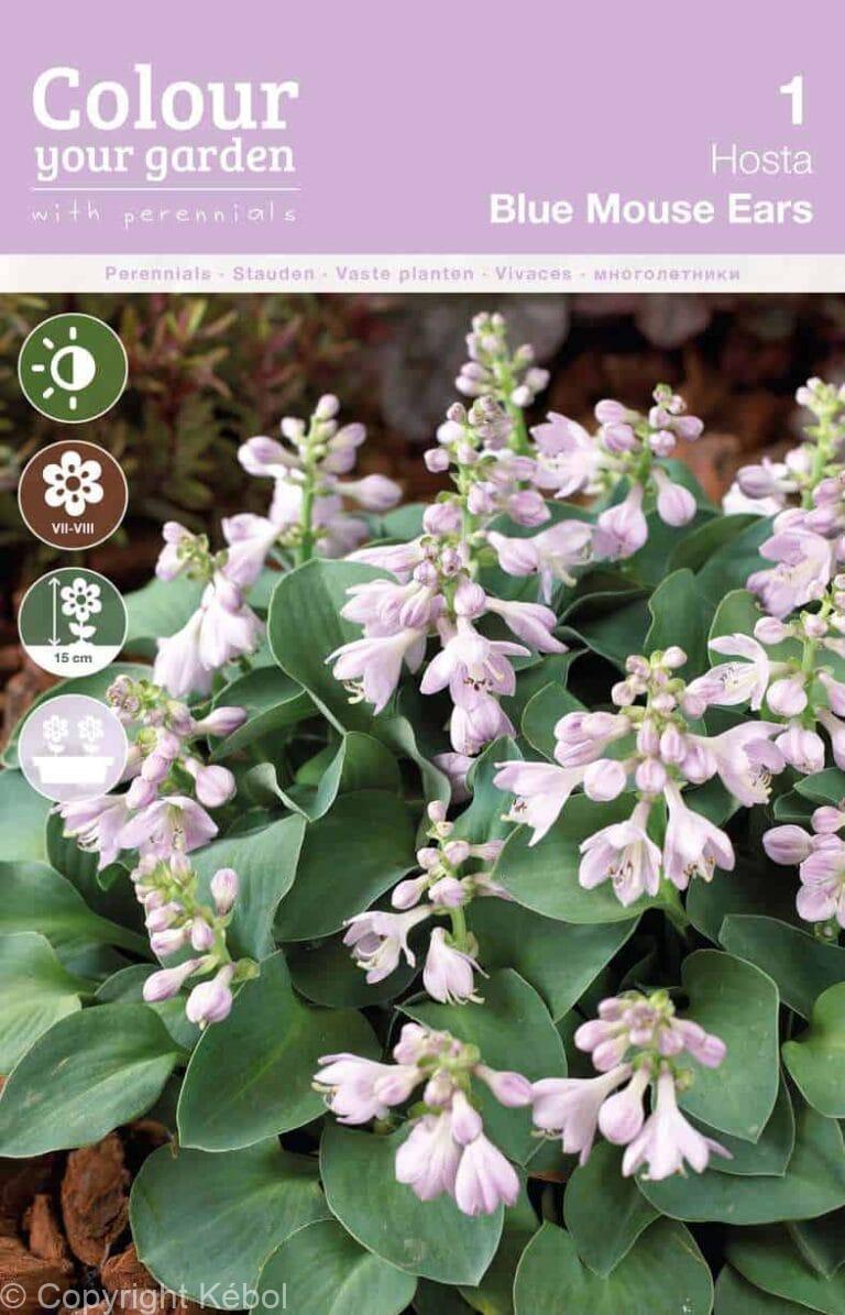 Hosta Blue Mouse Ears