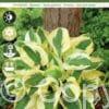 Hosta Brim Cup