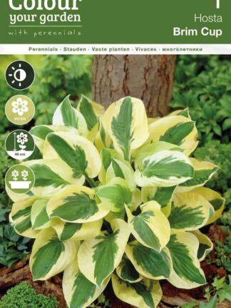 Hosta Brim Cup