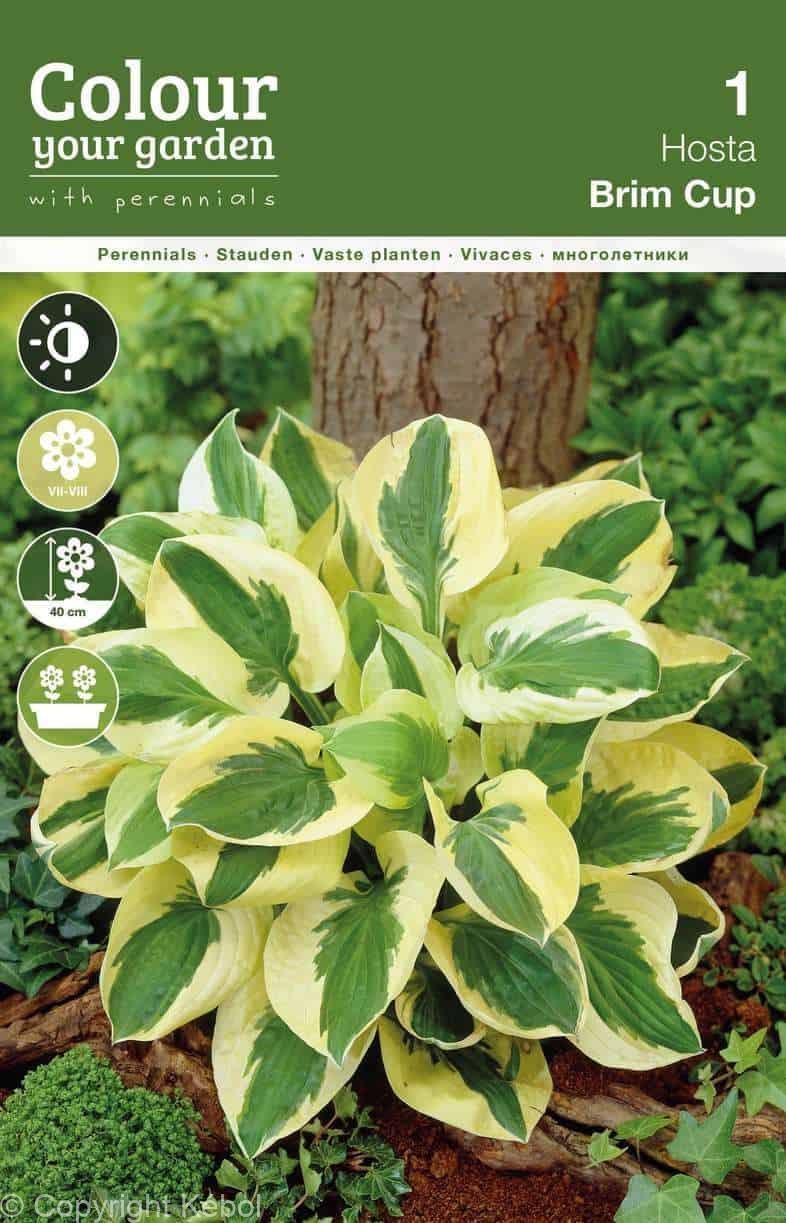 Hosta Brim Cup