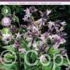 Hosta Francee