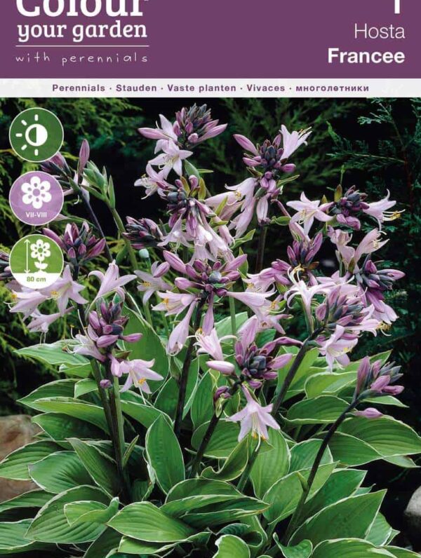 Hosta Francee