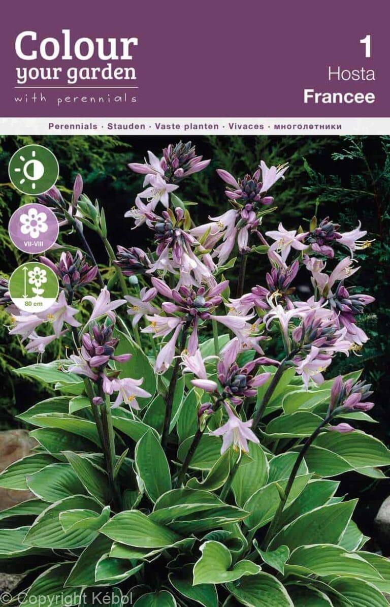 Hosta Francee