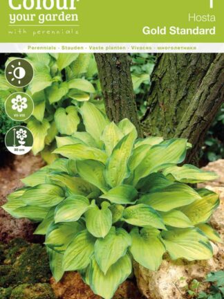 Hosta Gold Standard