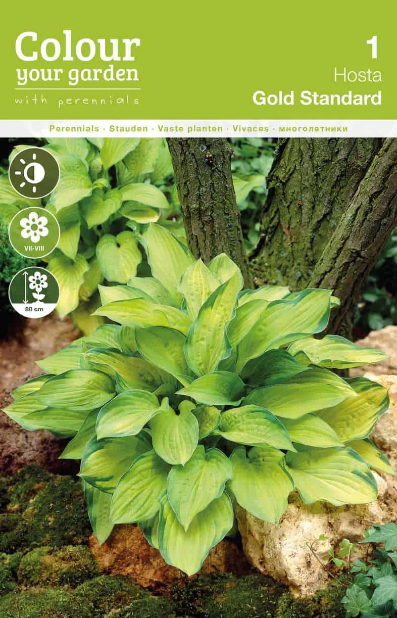 Hosta Gold Standard