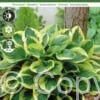 Hosta Twilight0