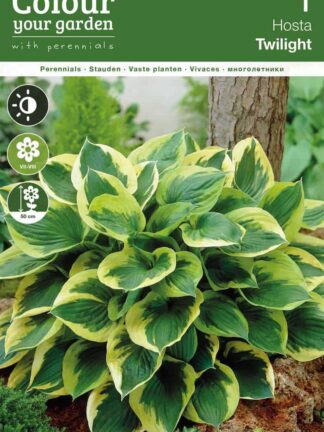 Hosta Twilight0