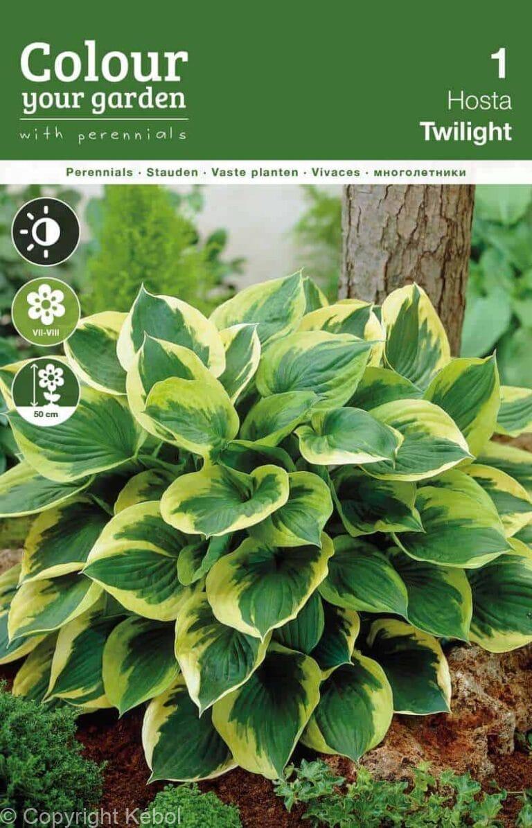 Hosta Twilight0