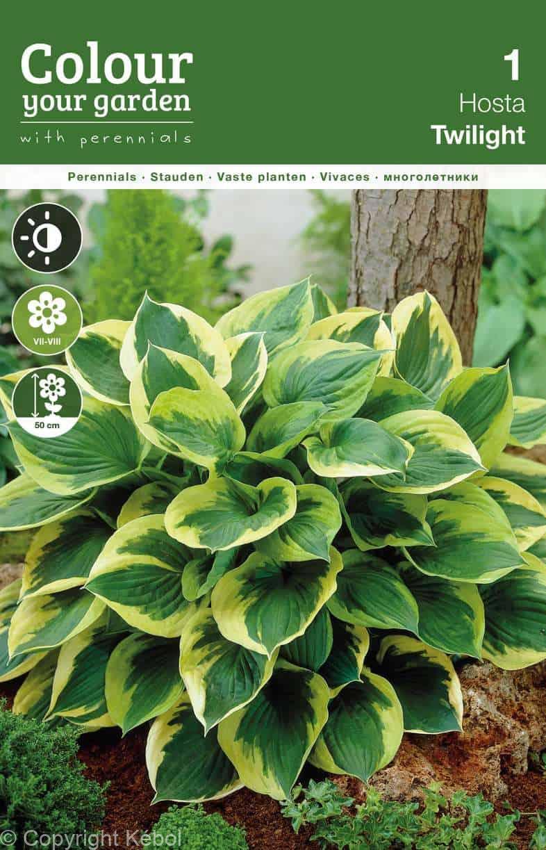 Hosta Twilight0