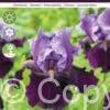 Iris germanica Blue Bird Wine