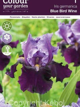 Iris germanica Blue Bird Wine