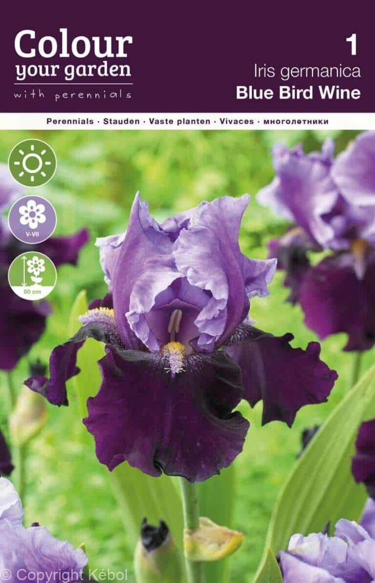 Iris germanica Blue Bird Wine