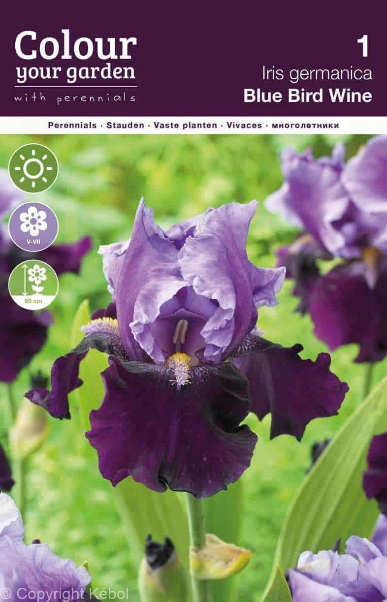 Iris germanica Blue Bird Wine