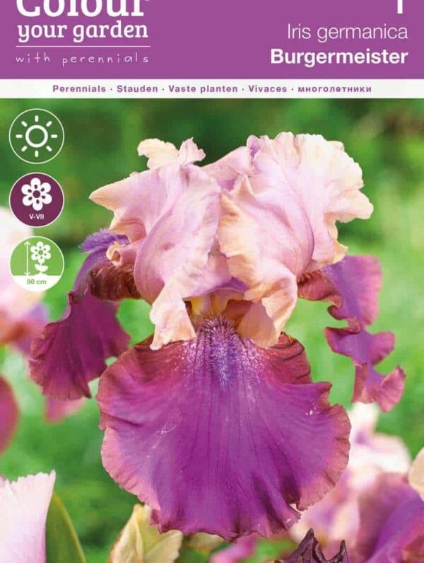 Iris germanica Burgemeister