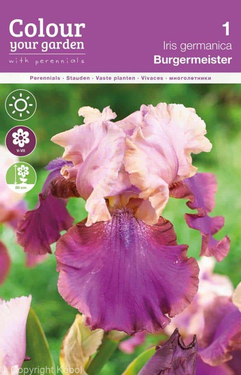 Iris germanica Burgemeister