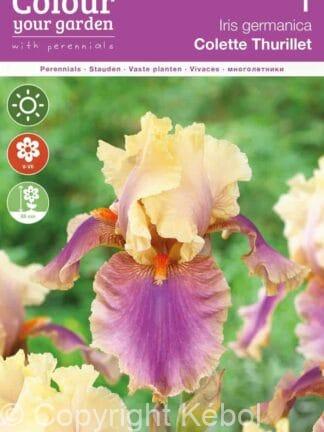Iris germanica Colette Thurillet