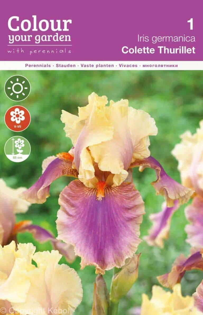 Iris germanica Colette Thurillet