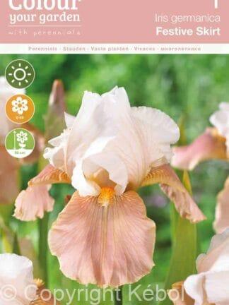 Iris germanica Festive Skirt