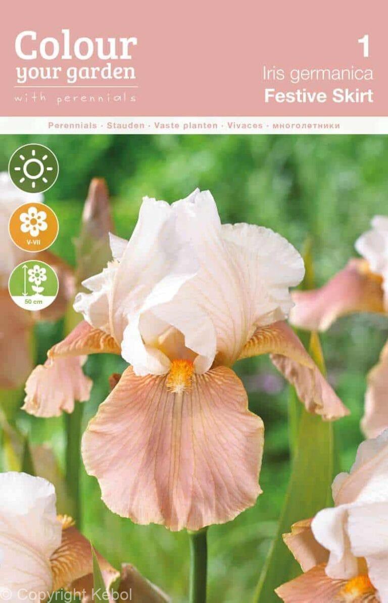 Iris germanica Festive Skirt