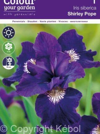 Iris sibirica Shirley Pope