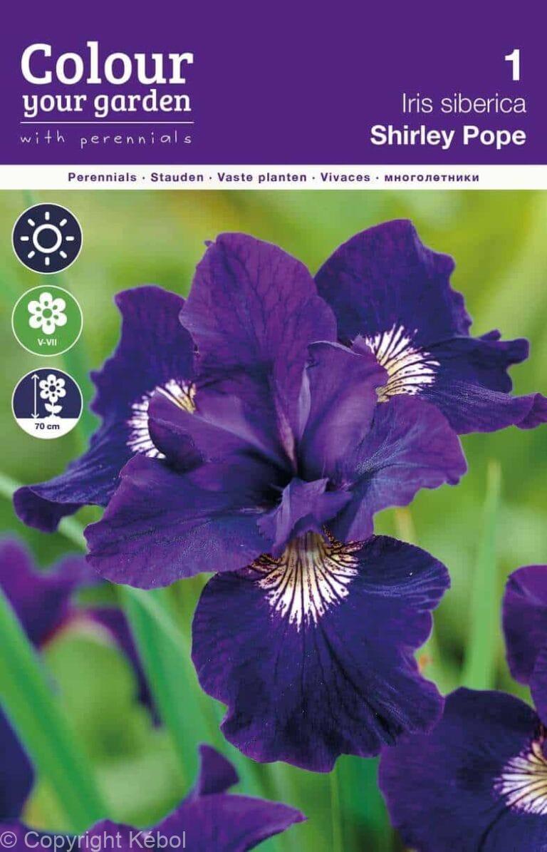 Iris sibirica Shirley Pope