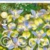 Iris sibirica Tipped in Blue