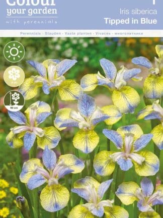 Iris sibirica Tipped in Blue