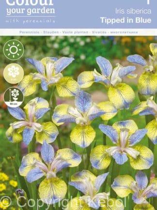 Iris sibirica Tipped in Blue