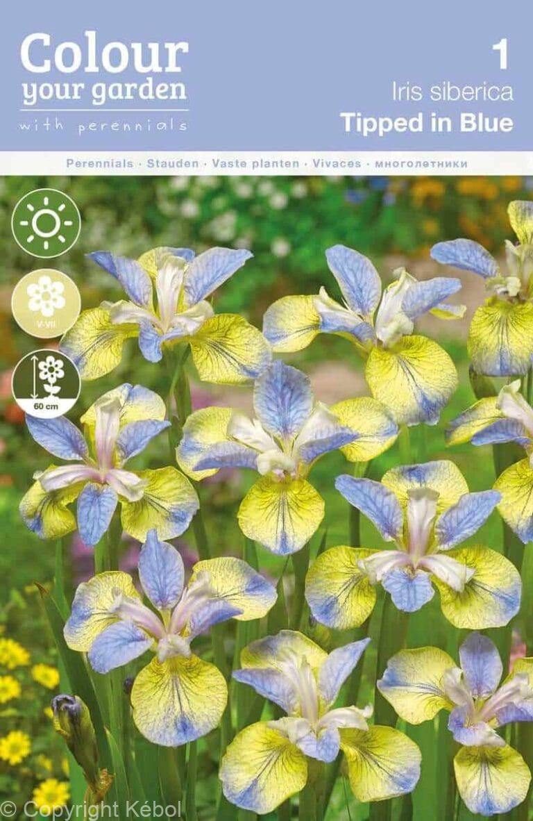Iris sibirica Tipped in Blue
