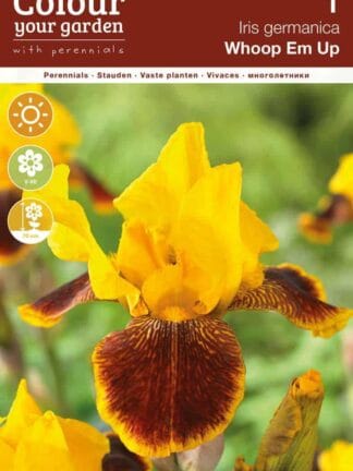 Iris germanica Whoop Em Up