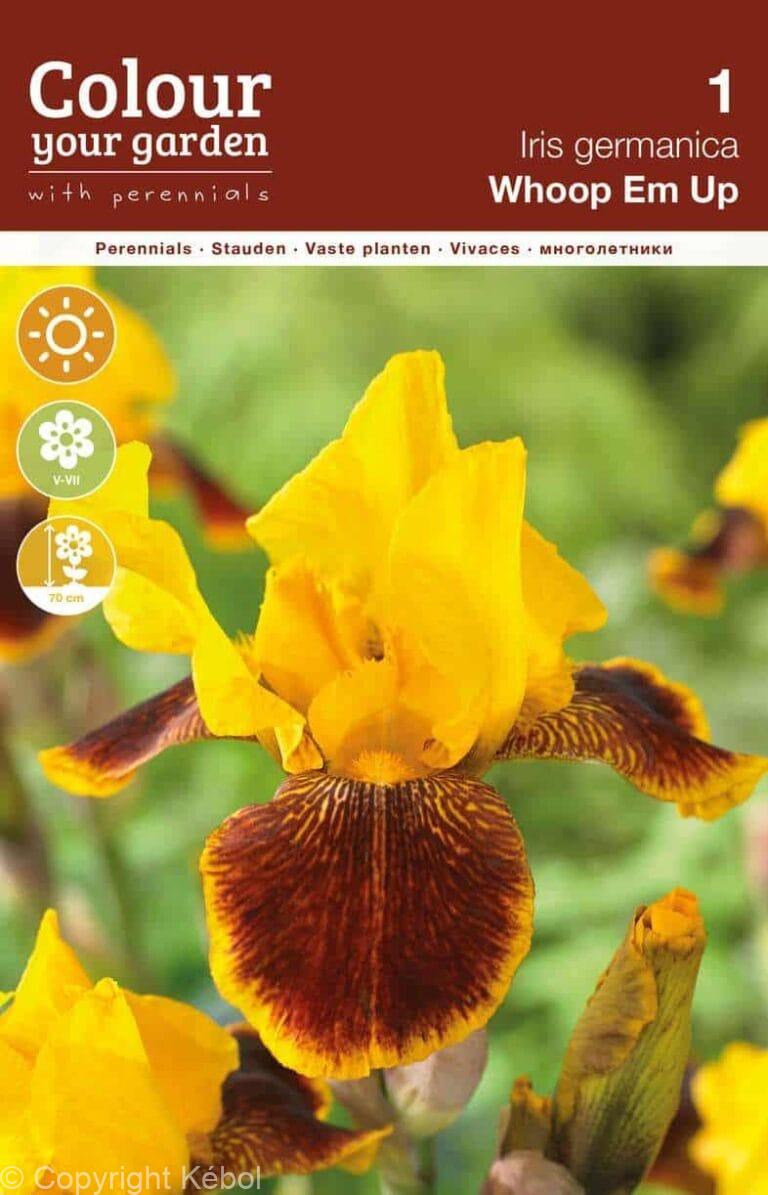 Iris germanica Whoop Em Up