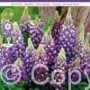Lupine Blue