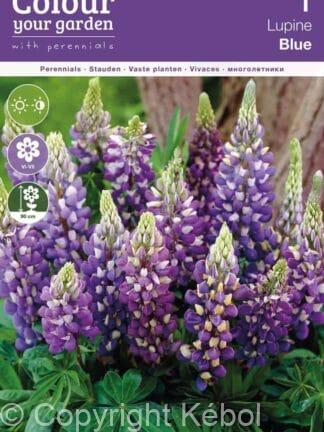 Lupine Blue