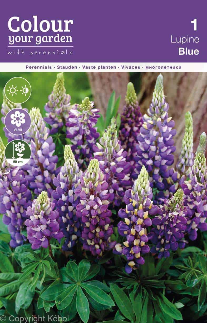 Lupine Blue