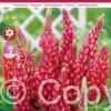 Lupine Red