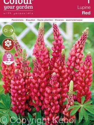 Lupine Red