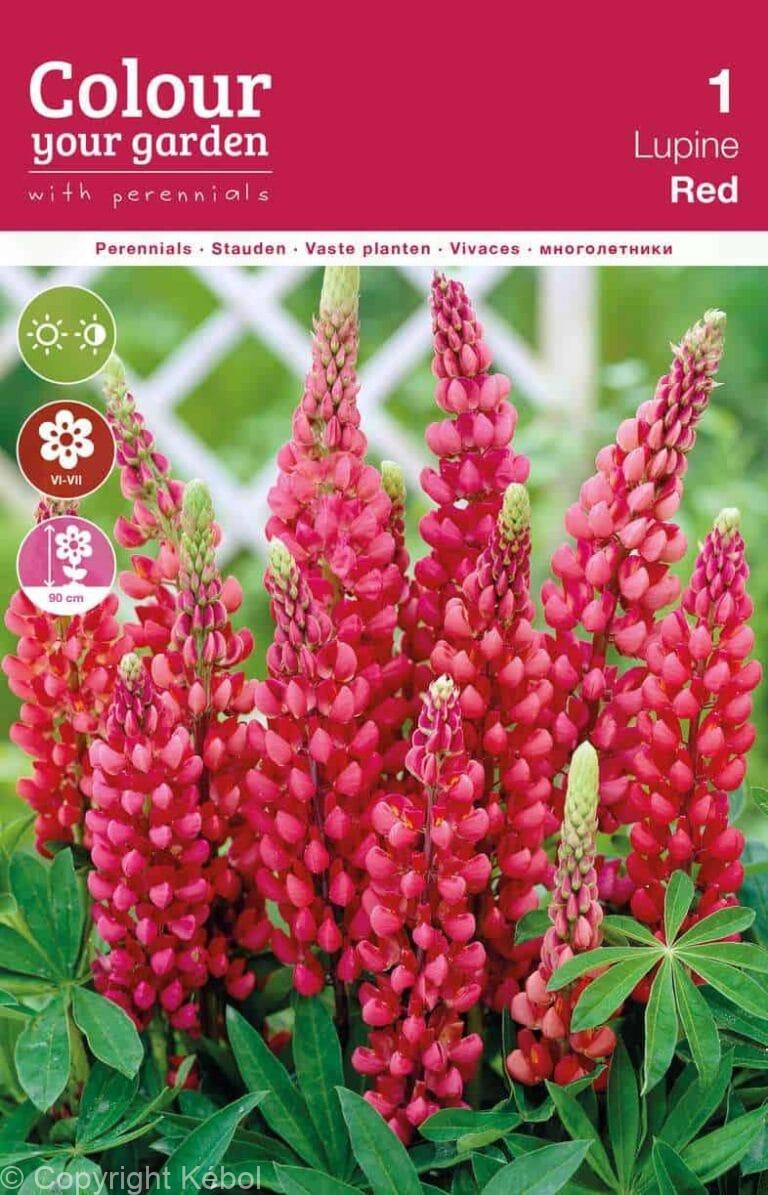 Lupine Red