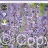 Nepeta Walker's Low