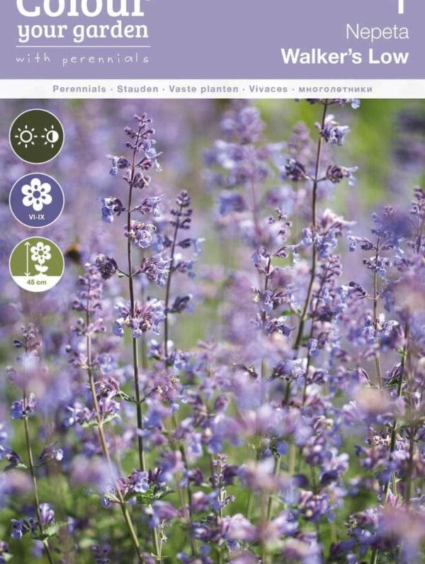 Nepeta Walker's Low