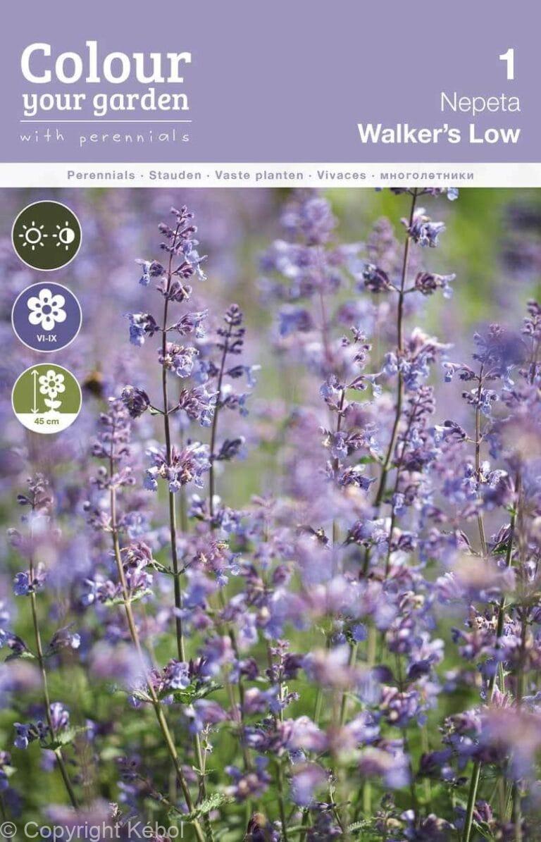 Nepeta Walker's Low