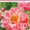 Paeonia Coral Charm