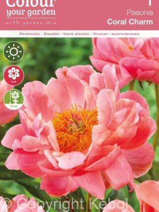 Paeonia Coral Charm