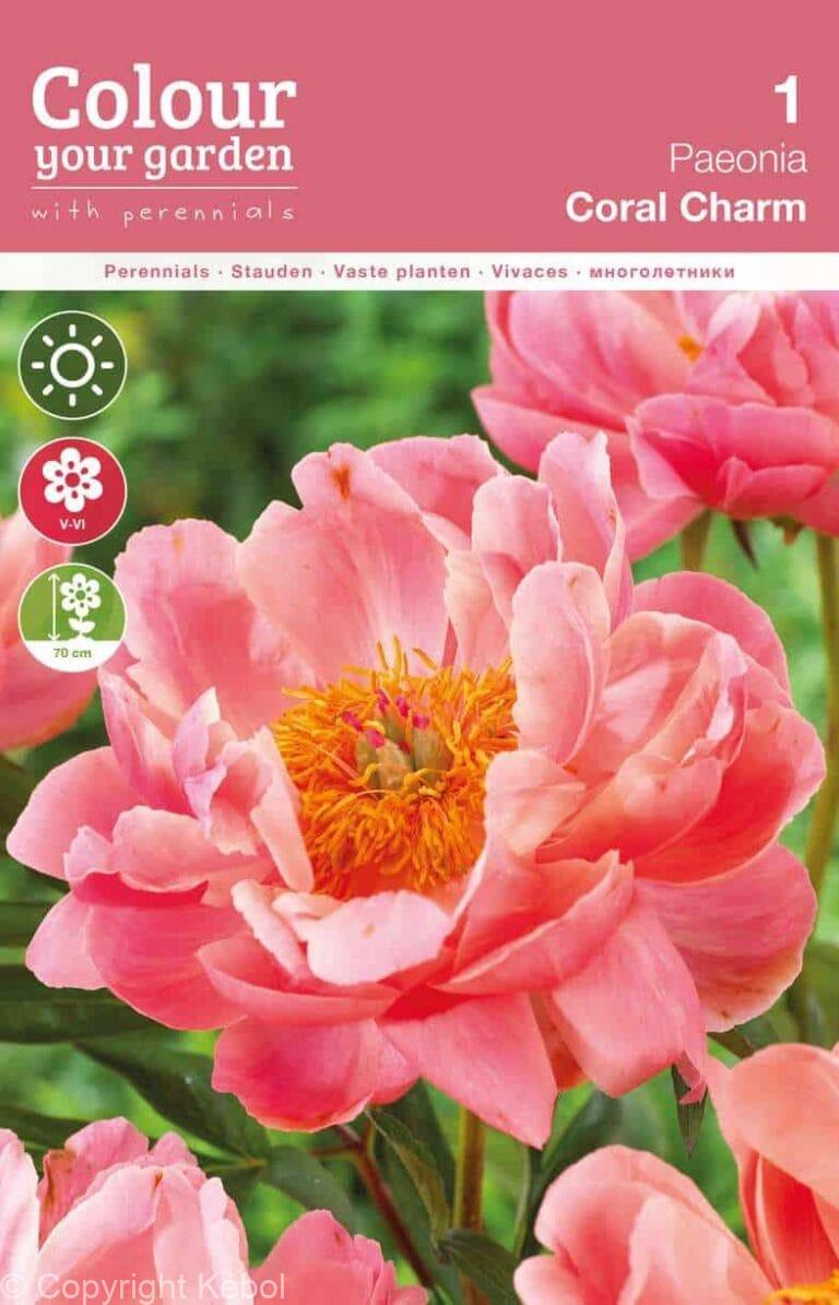 Paeonia Coral Charm