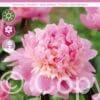 Paeonia Monsieur Jules Elie