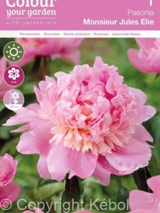 Paeonia Monsieur Jules Elie