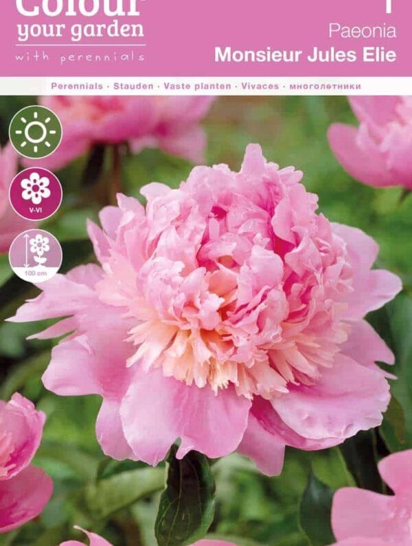 Paeonia Monsieur Jules Elie