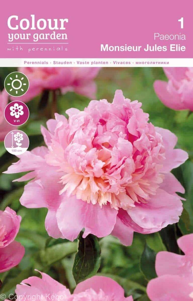 Paeonia Monsieur Jules Elie